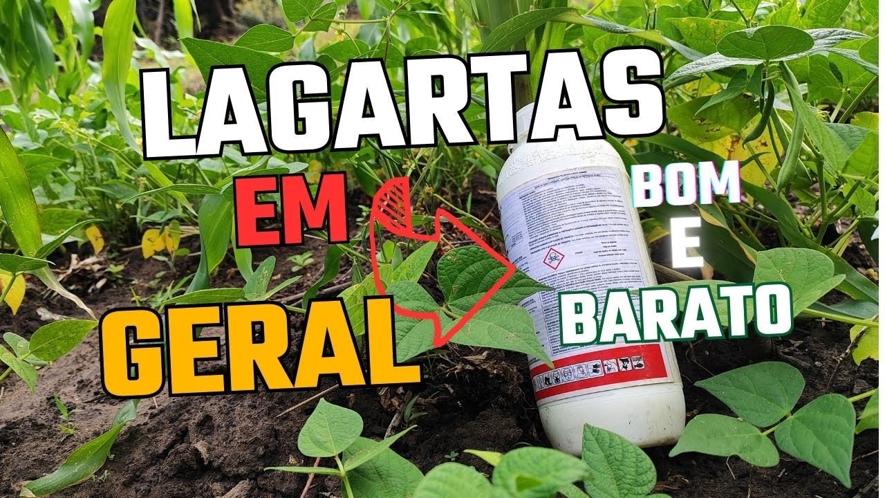 ✅DICA PRA COMBATER A LAGARTA DO CARTUCHO NO MILHO