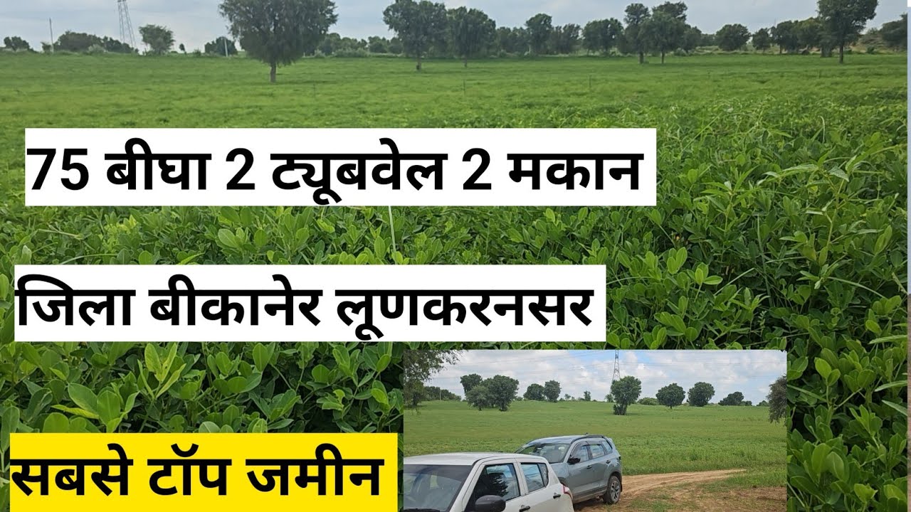 75 बीघा जमीन बिकाऊ 2 ट्यूबवेल 2 मकान जिला बीकानेर तहसील लूणकरणसर। बढ़िया फार्म। @GuruJiRPSheoran 