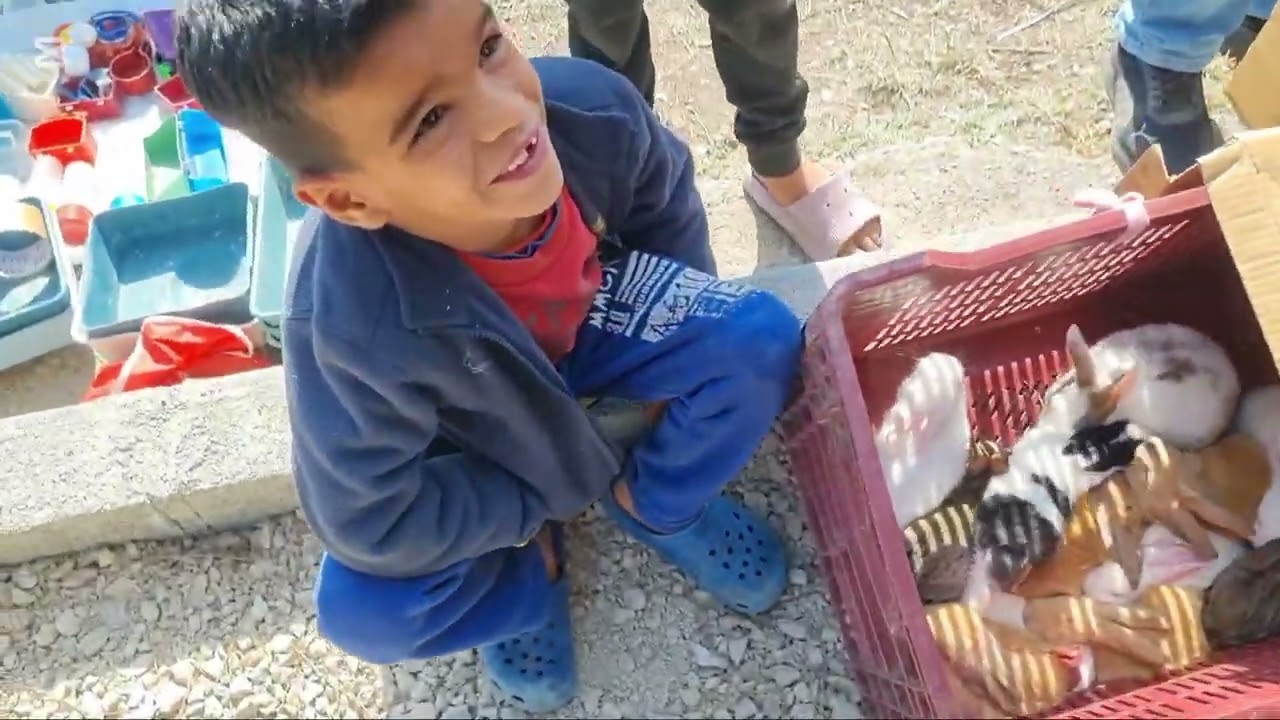 Adana kuş pazarı #birds #chicken #animals #duck #food #world #tavuk #adana #turkey #china #bıldırcın