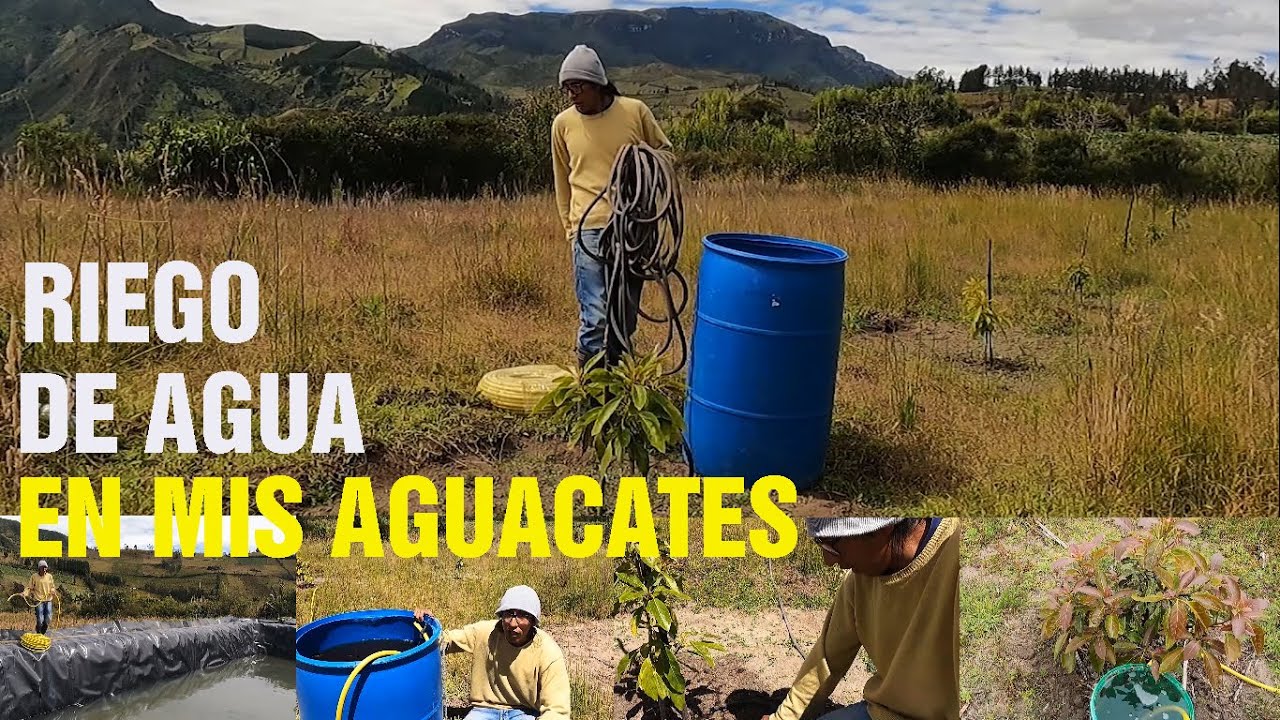CÓMO RIEGO AGUA EN LOS AGUACATES (HASS Y VERDE FUERTE)