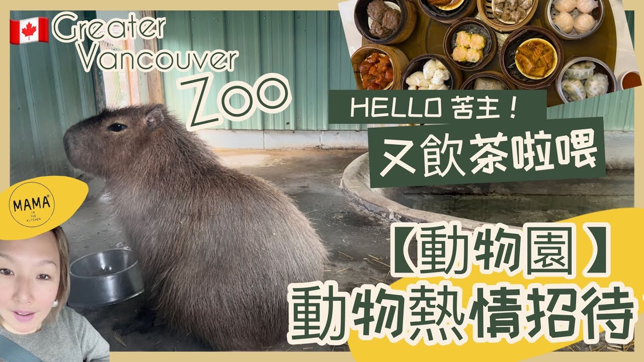 🇨🇦 Family Day 遊動物園 | GREATER VANCOUVER ZOO ｜動物熱情招待｜又飲茶啦喂｜Hello苦主🤣✌🏻
