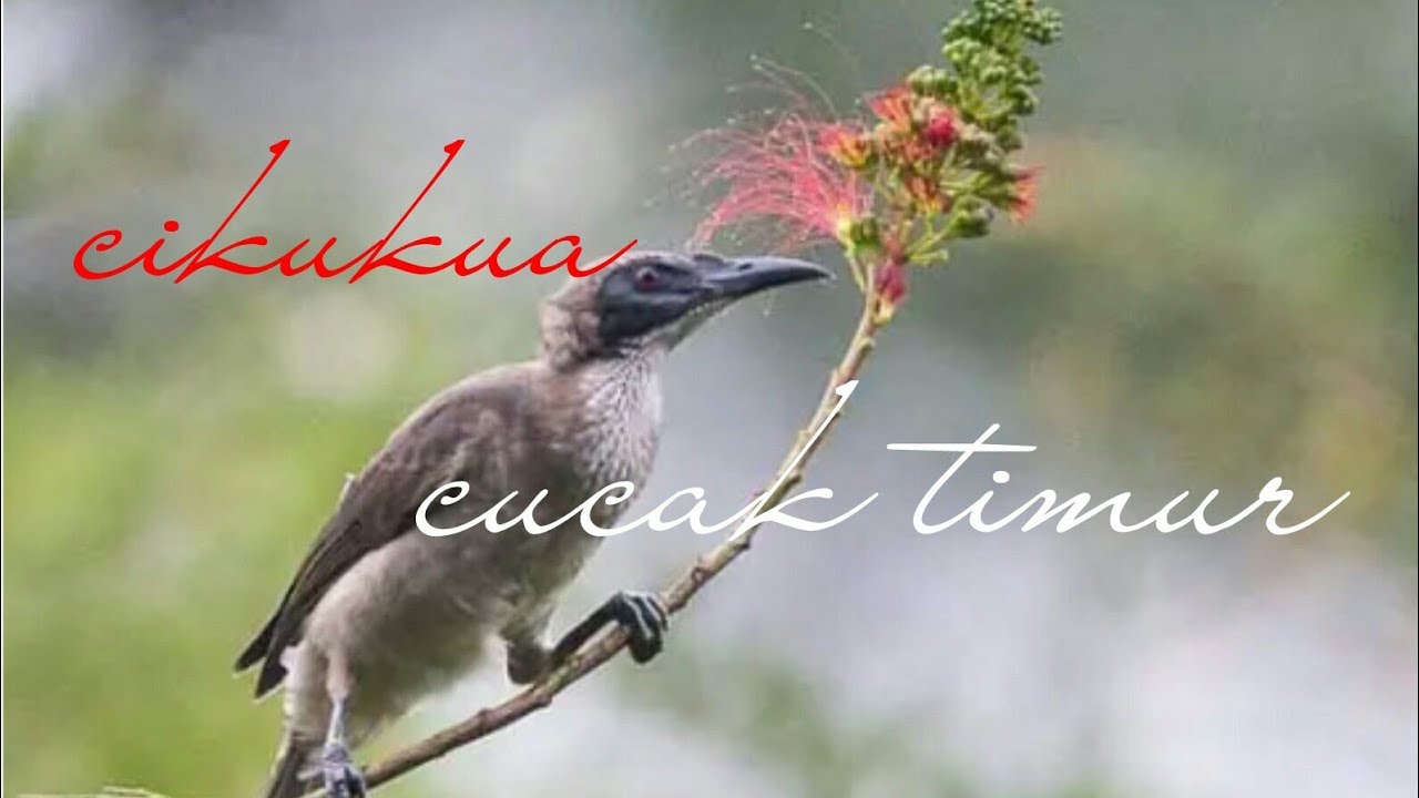 MASTERAN GACOR & PIKAT BURUNG CIKUKUA CUCAK TIMUR SUARA PANCINGAN