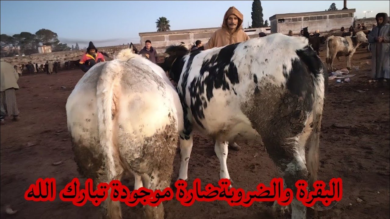 مباشرة من سوق سبت سطات مع اتمنة البقرة والدة والضروبةضارة ،البقرة رواسية 