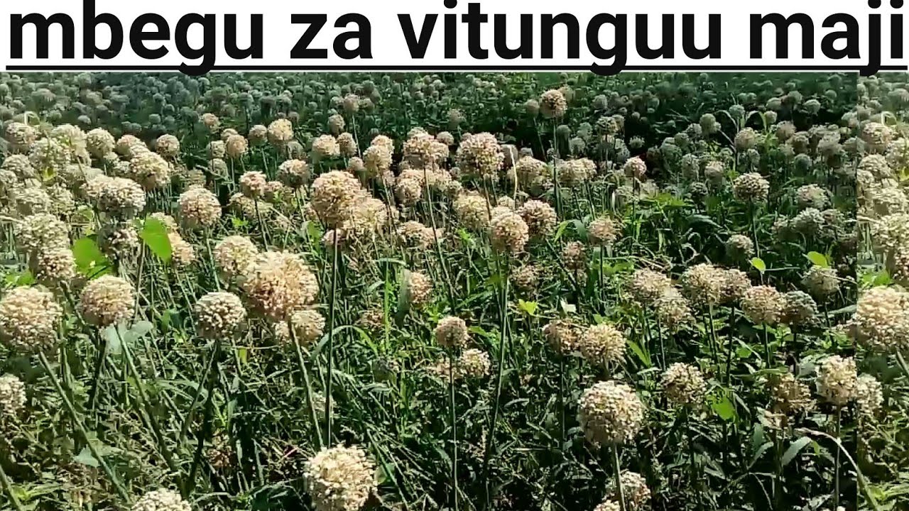 jinsi ya kuzalisha mbegu za vitunguu hatua kwa hatua
