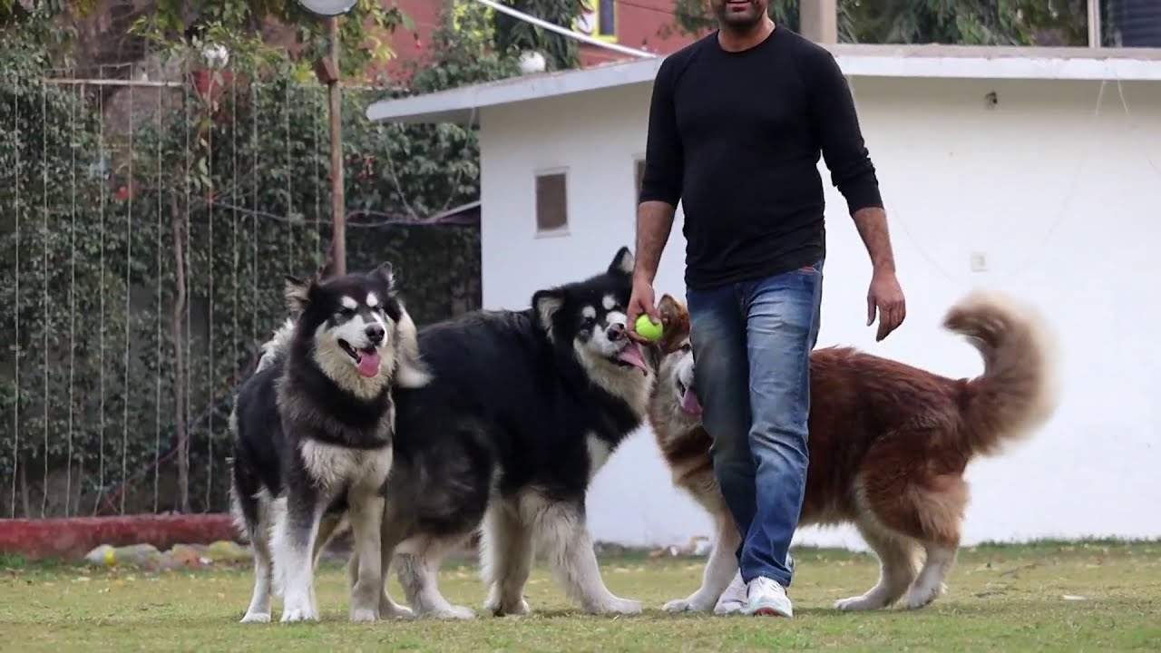 ALASKAN MALAMUTE || DOG KENNEL || KNOW ABOUT ALASKAN MALAMUTE || VIKRANT SHOKEEN || SCOOBERS