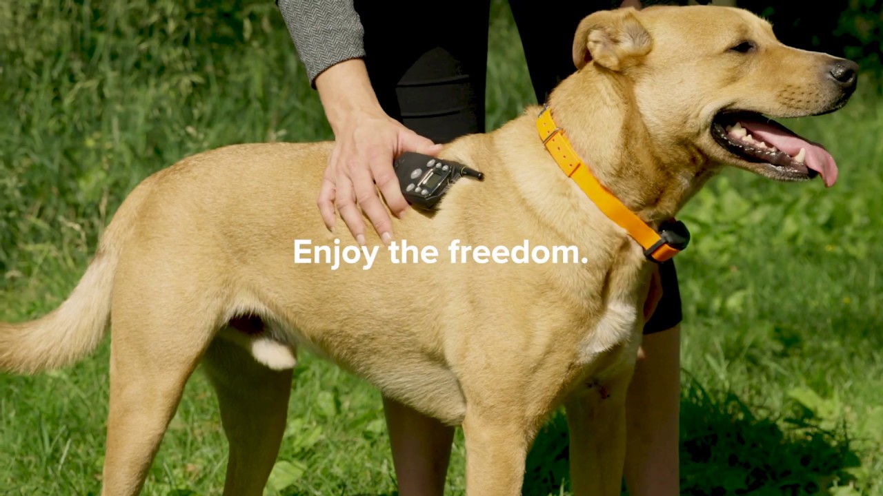 Enjoy the Freedom – The BigLeash® Remote Trainer by DogWatch®
