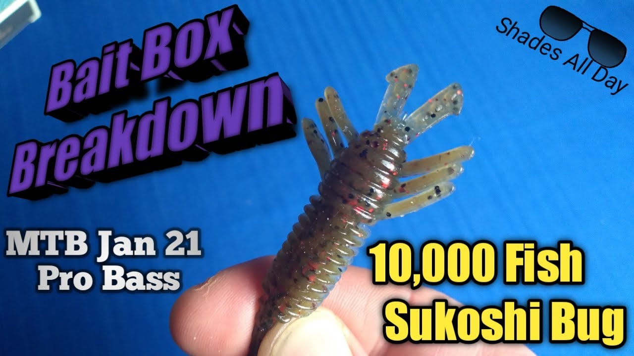 Bait Box Breakdown: Sukoshi Bug  - MTB Jan21 Tank Footage included