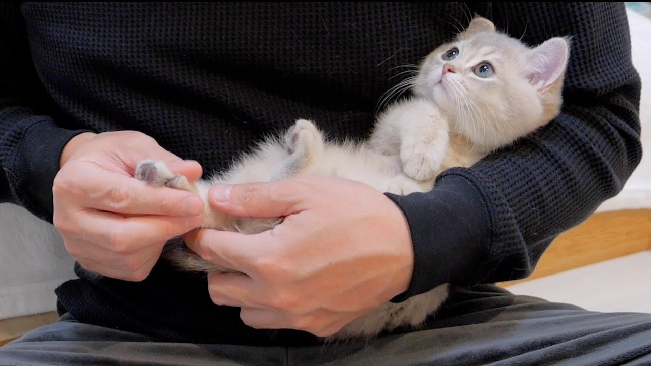Я уже подстригла ногти! Котенок, обратившийся к своей хозяйке, был слишком милым...