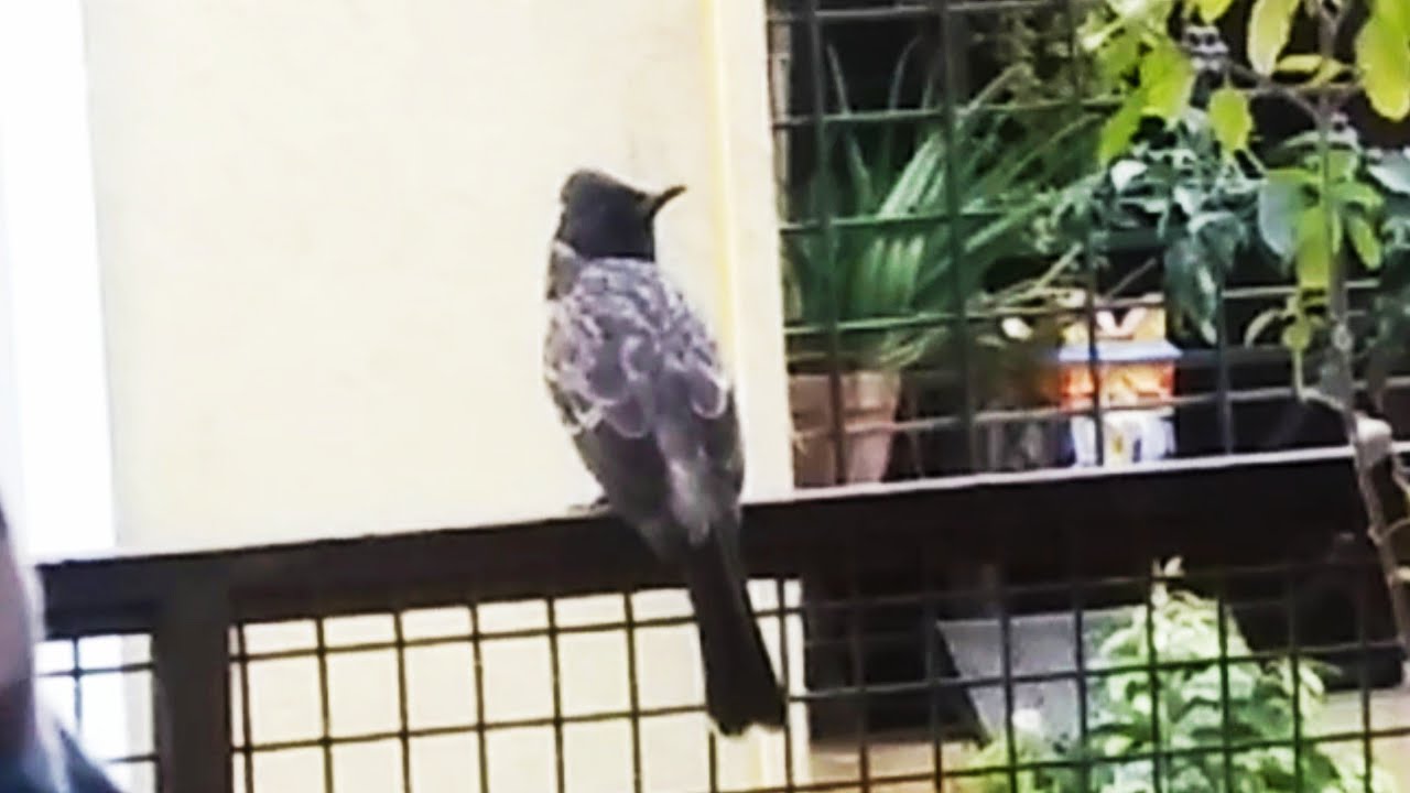Ten Interesting Facts About Bulbul Bird