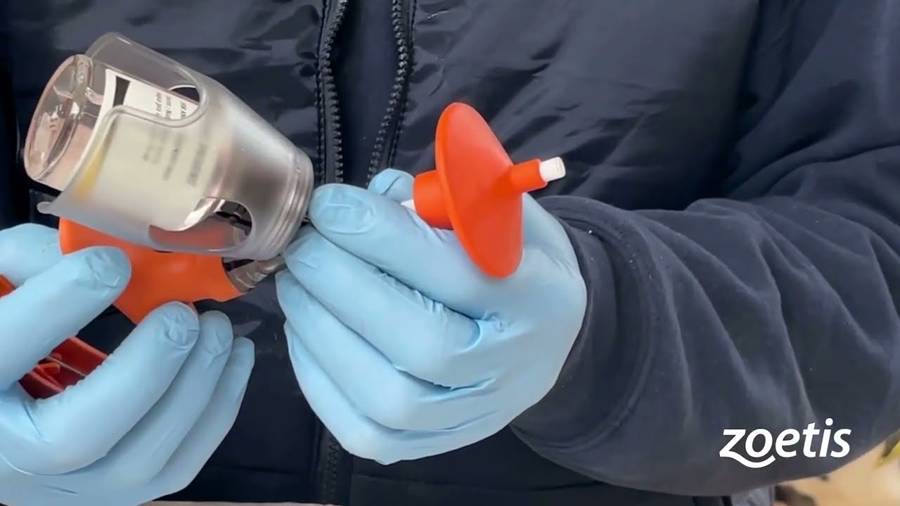 Successful calf rearing with Rispoval RS+ Pi3 IntraNasal