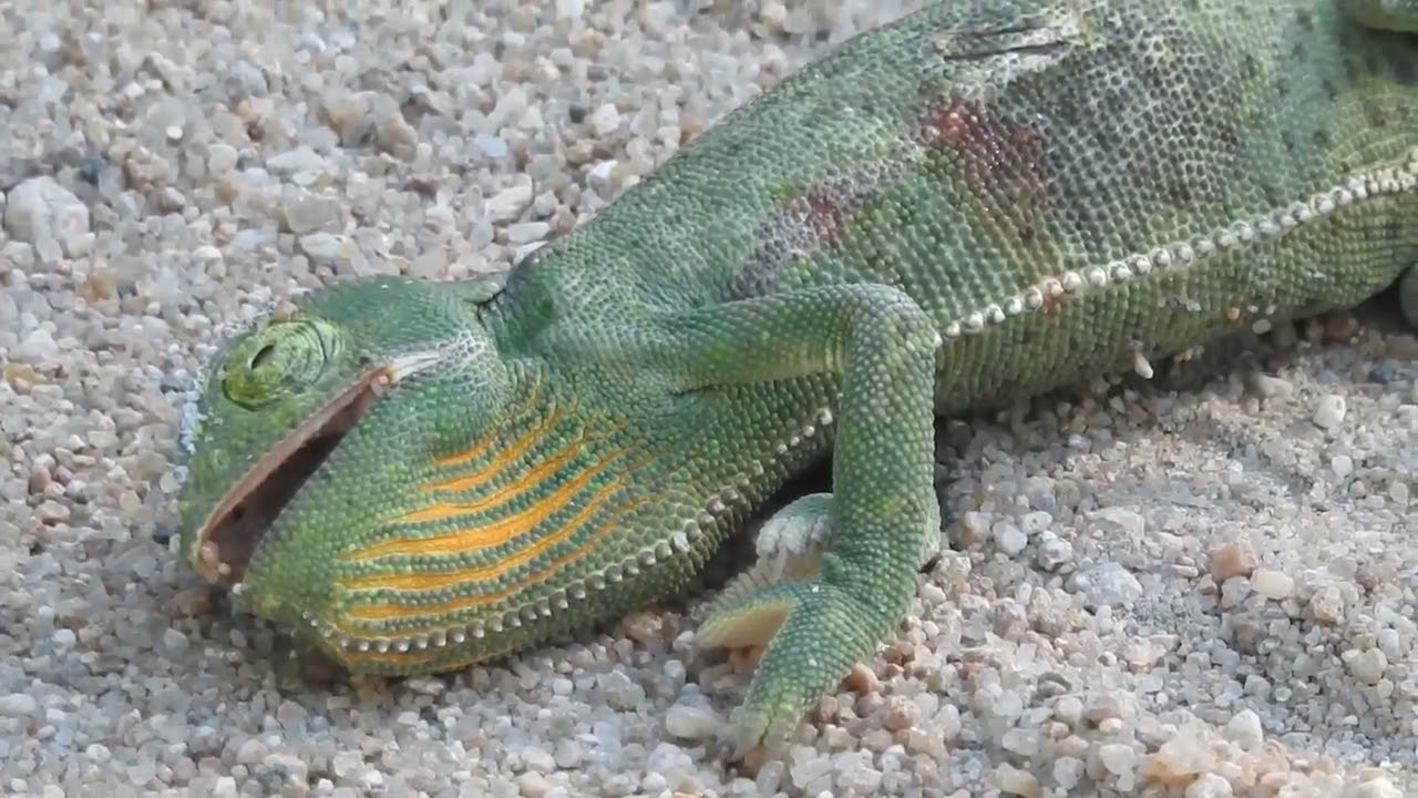 A boomslang snake hunting a chameleon