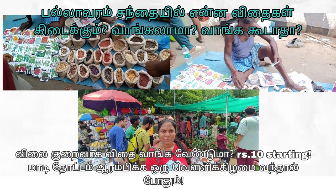 நீங்கள் எங்கே விதைகள் வாங்குவீர்கள் commentயில் சொல்லுங்க 
