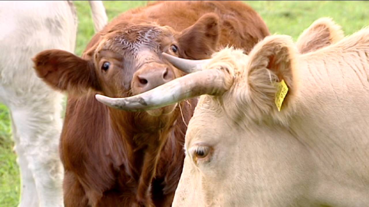 Landwirtschaft und Naturschutz im Rheinland
