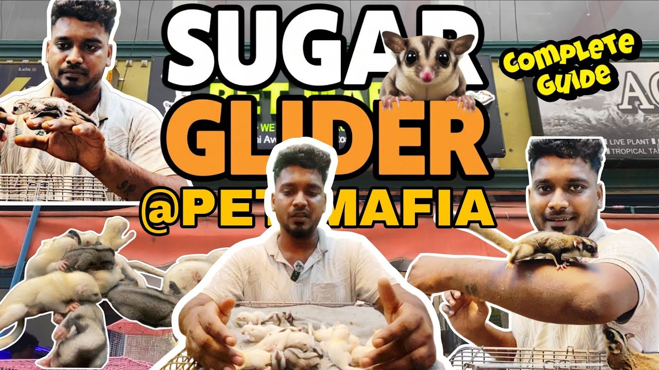 ✨PET MAFIA|Complete Care & Guidance✨Exotic Pet Alert – Sugar Gliders in Chennai |Mr.Hobbyist Tamil 