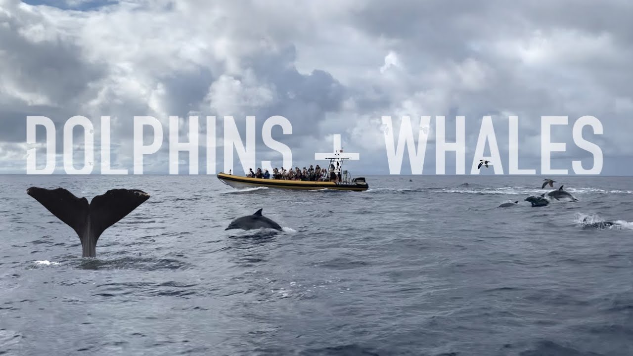 Dolphins and Whales in the Azores!