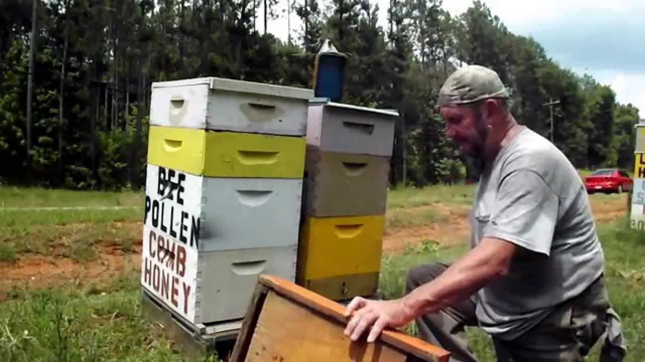 BEEPOLLEN TRAP BEEHIVE Basics Bee Pollen Trapping Honeybee Beekeeping Beekeeper John Pluta Video GA.