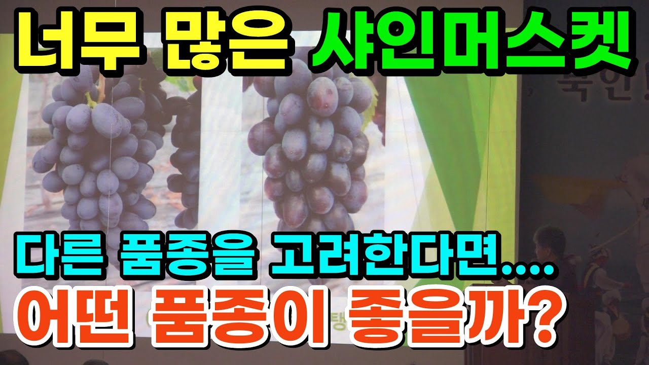 샤인머스켓 대체로 어떤 포도가 좋을까? [포도 품종소개]