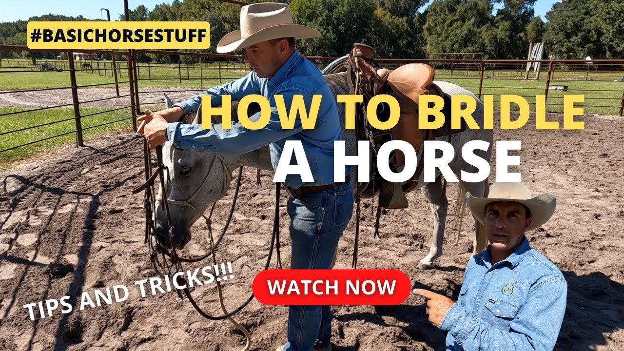 Basic Horse Stuff: How to Bridle a horse, putting the bit in their mouth, adjustment and more!