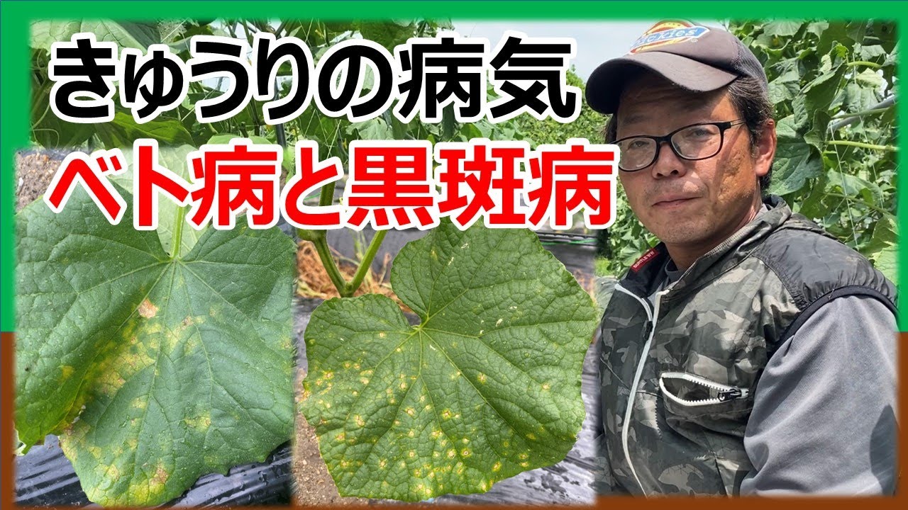 【きゅうりの病気】普及所に調べてもらいました  ベト病と黒斑病