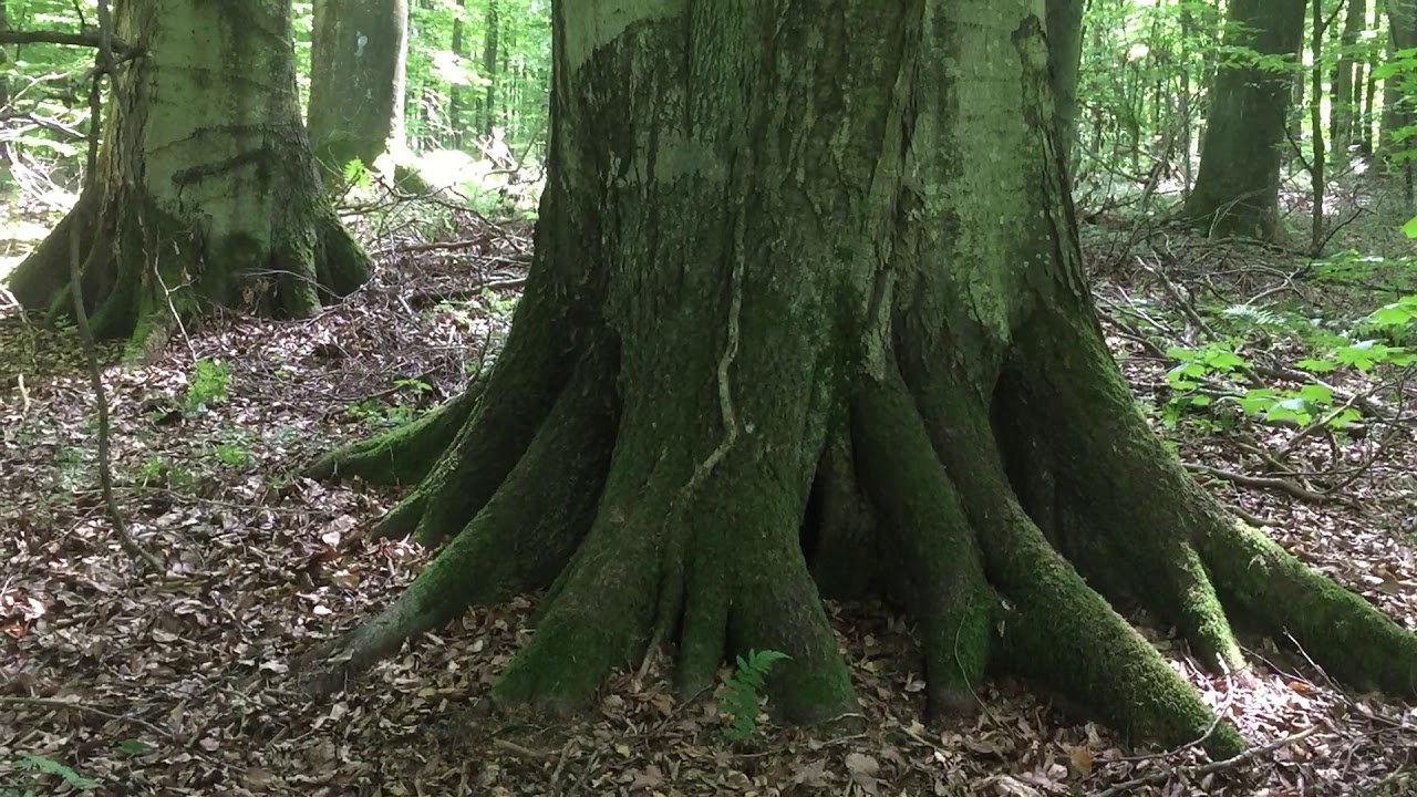 Giant Beech in Zavadiv Reserved  Forest  (Ukraine) part 3