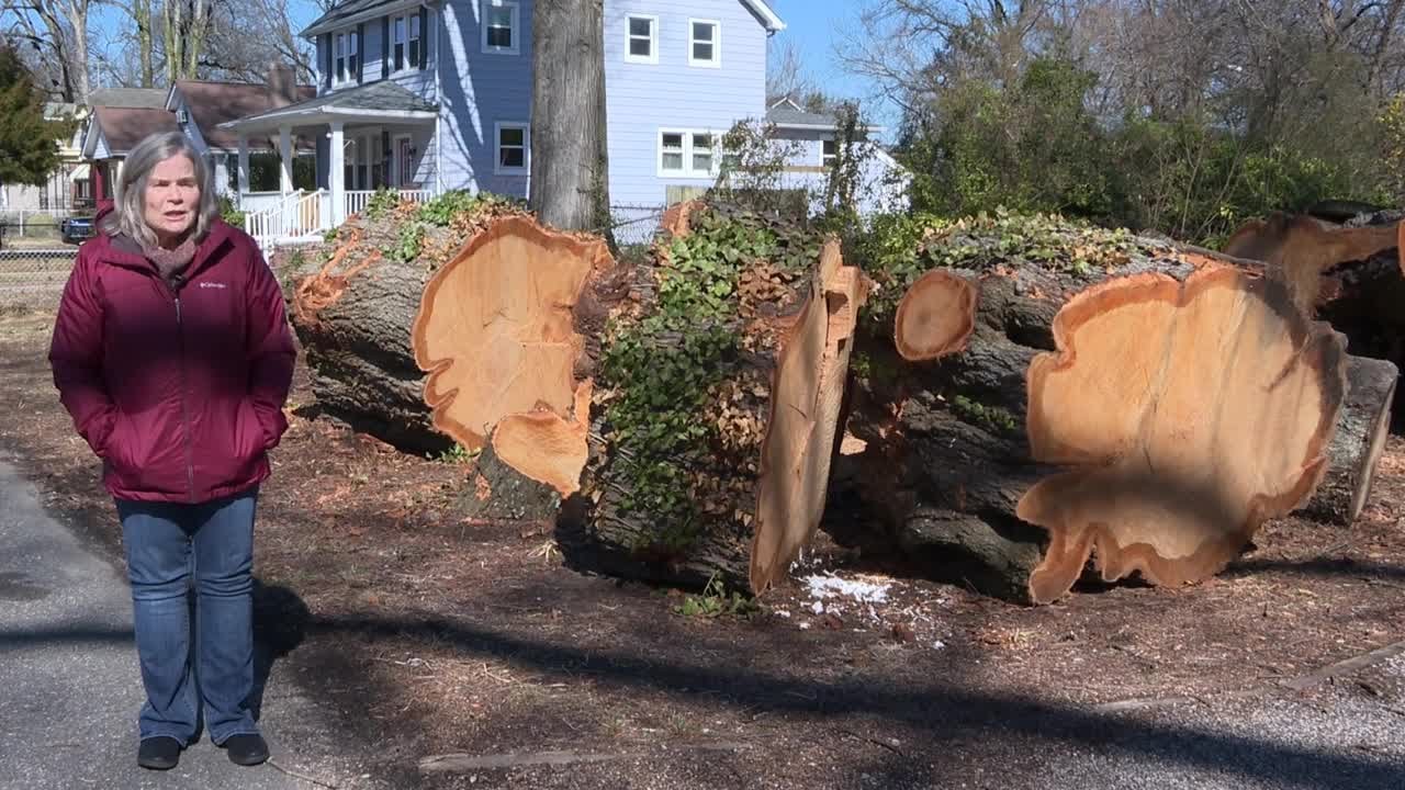 Old Wythe neighborhood residents concerned, frustrated after tree cut down