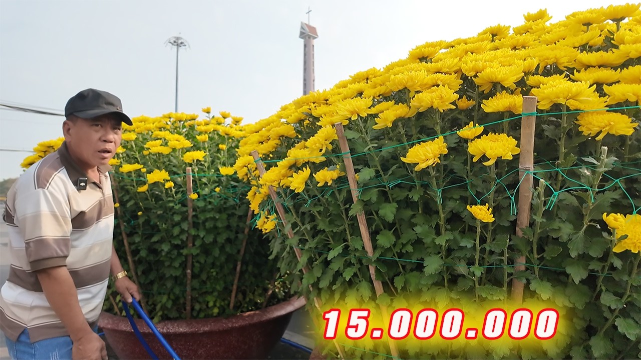 Chợ Hoa Cặp CÚC VÀNG Đại Đóa 