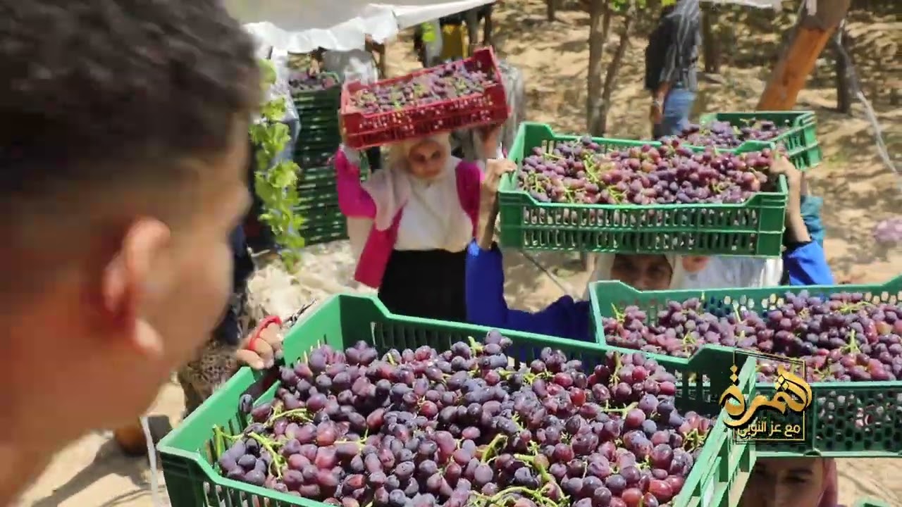 العنب في المزرعة خطوات الزراعة الصح وإنتاج أعلى جودة