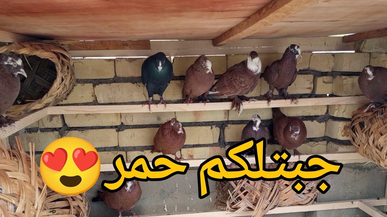 جبتلكم فحل حمر 15 واحد😍 وجبت 15 طيره بيهن حلوات وبيهن مال زويج تعالو شوفو وانطوني رأيكم بيهن