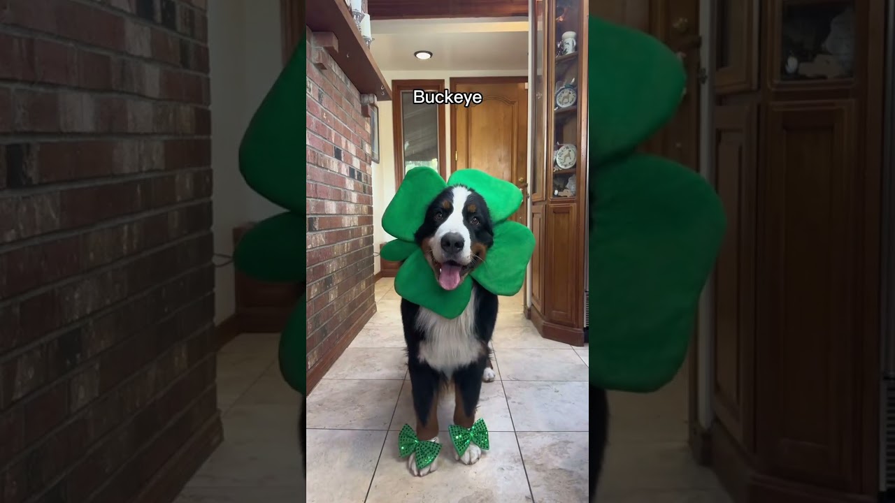 Which one is your favorite? 🍀 #rescuedogs #fosterdogs #stpatricksday  #shorts