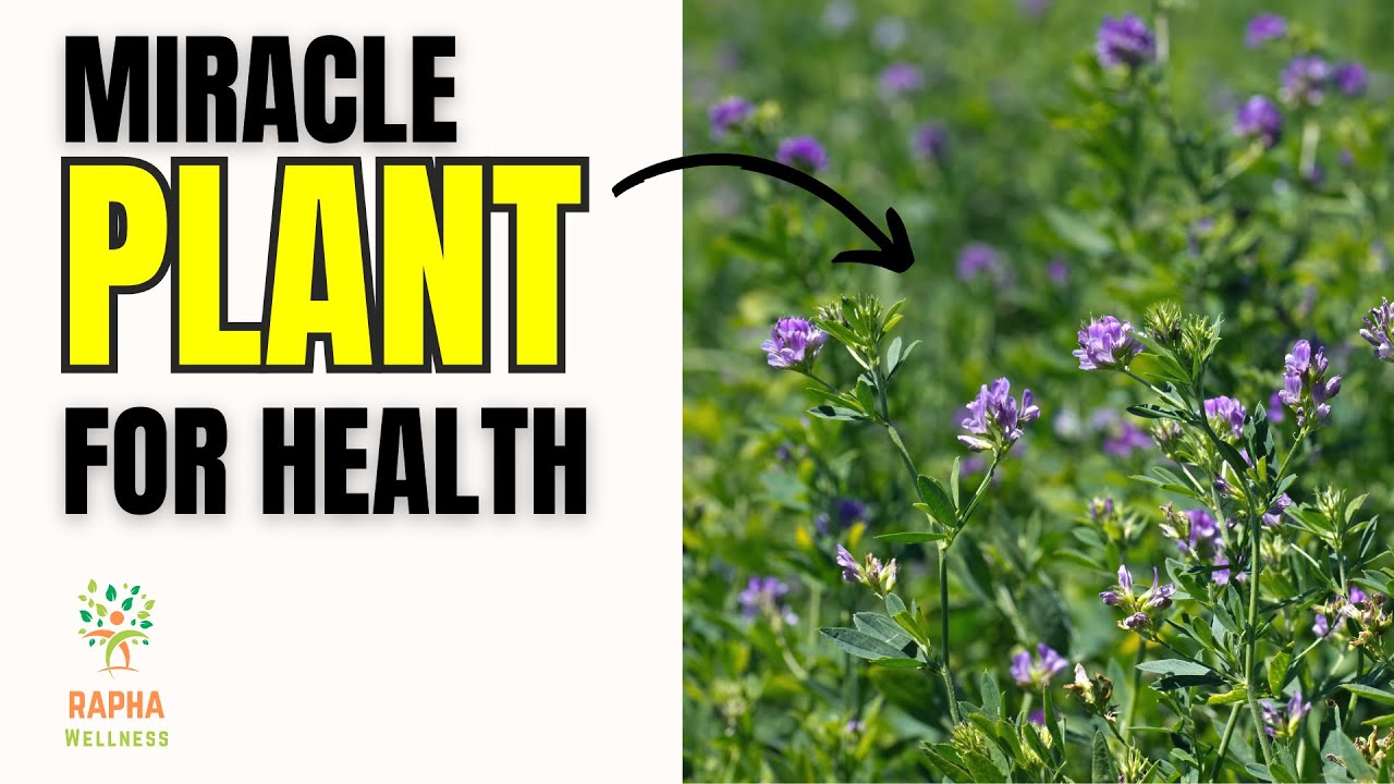 Alfalfa : Benefits and Side Effects | 5 Incredible Health Benefits Of Alfalfa | Rapha Wellness