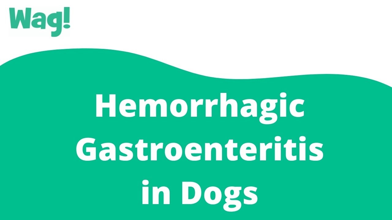 Hemorrhagic Gastroenteritis in Dogs | Wag!