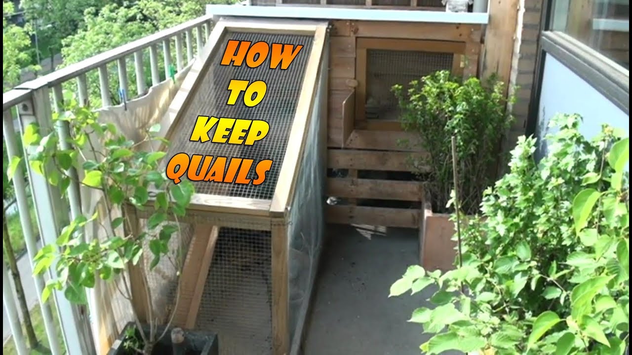 Keeping And Raising Quails part 1, How To Build a Quail Coop or Quail Cage