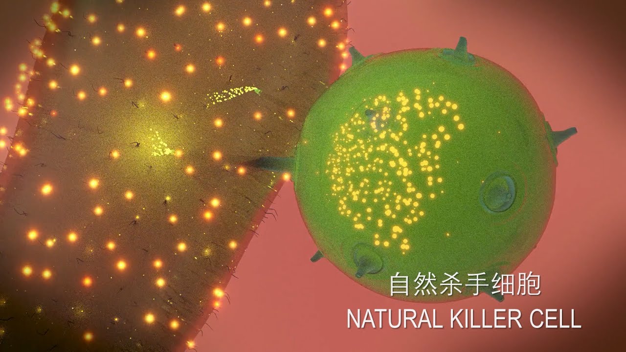 免疫细胞-自然杀手细胞-NK cell