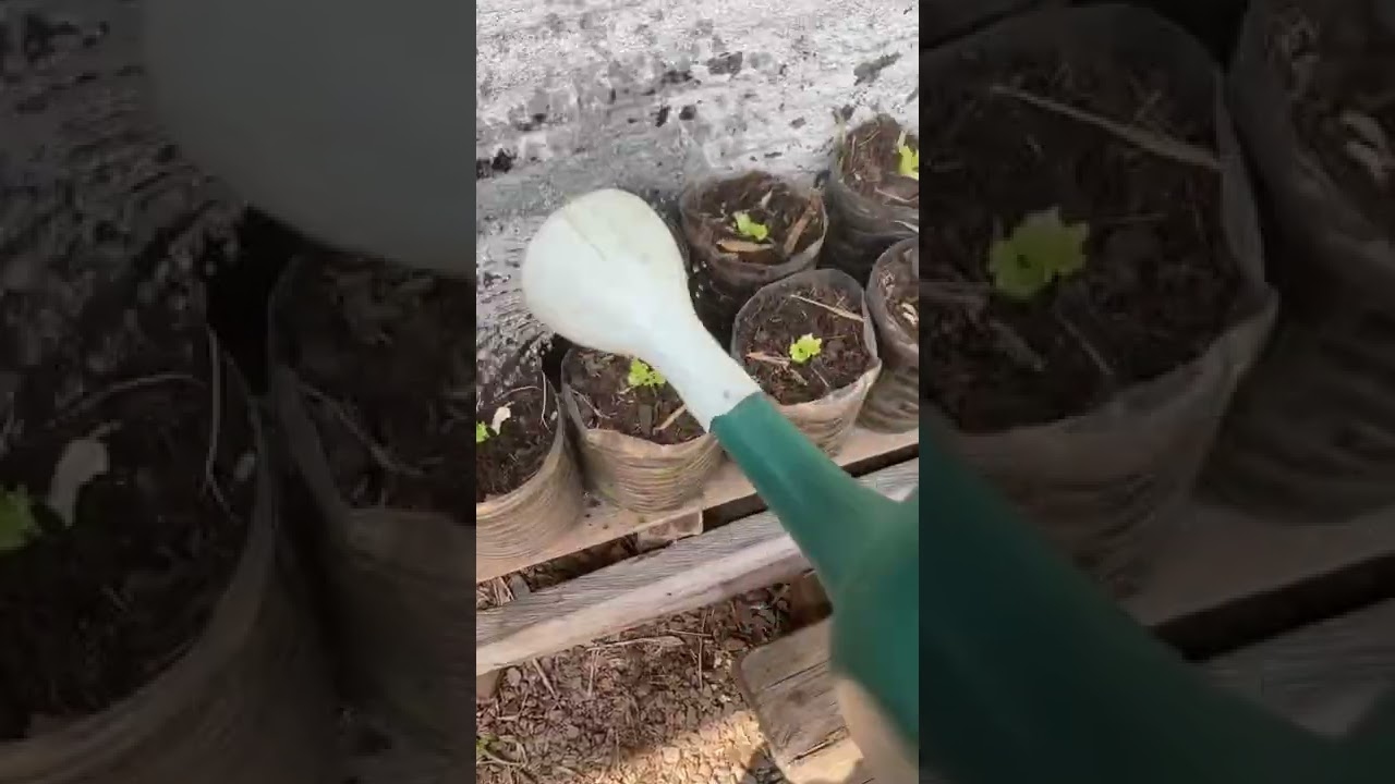 Irrigação com regador 