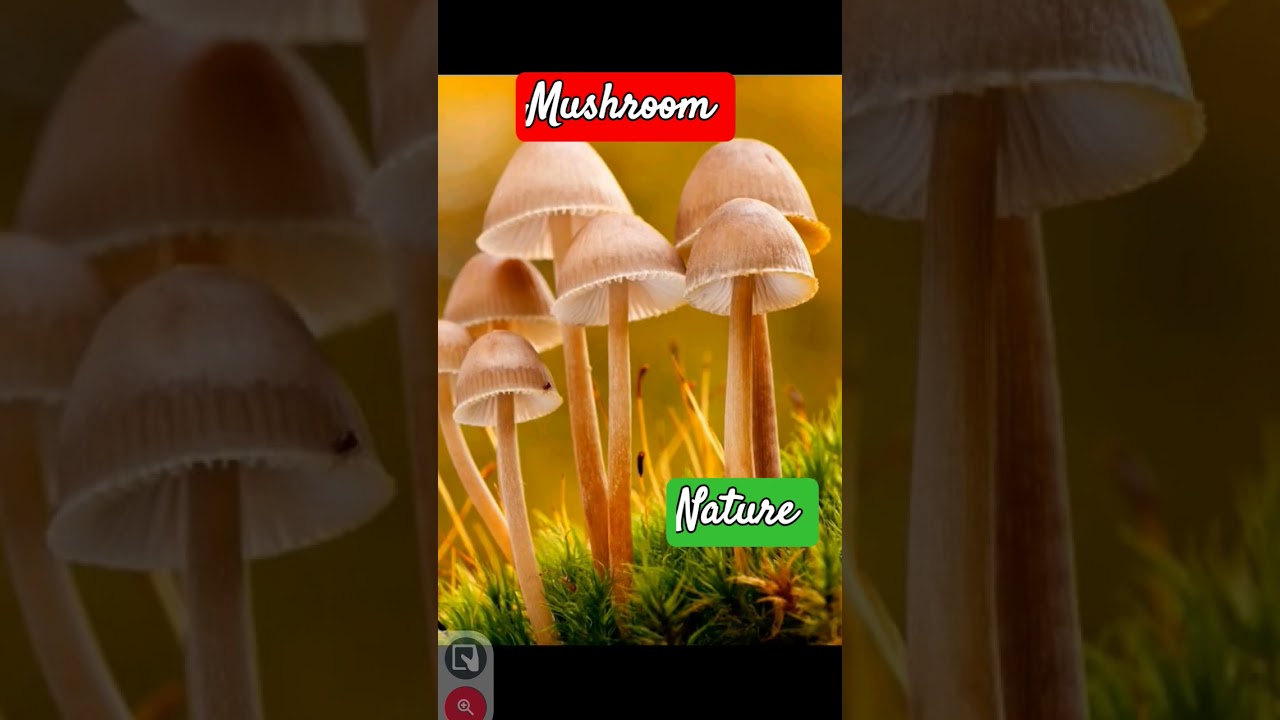 #na#umbrella#mush
