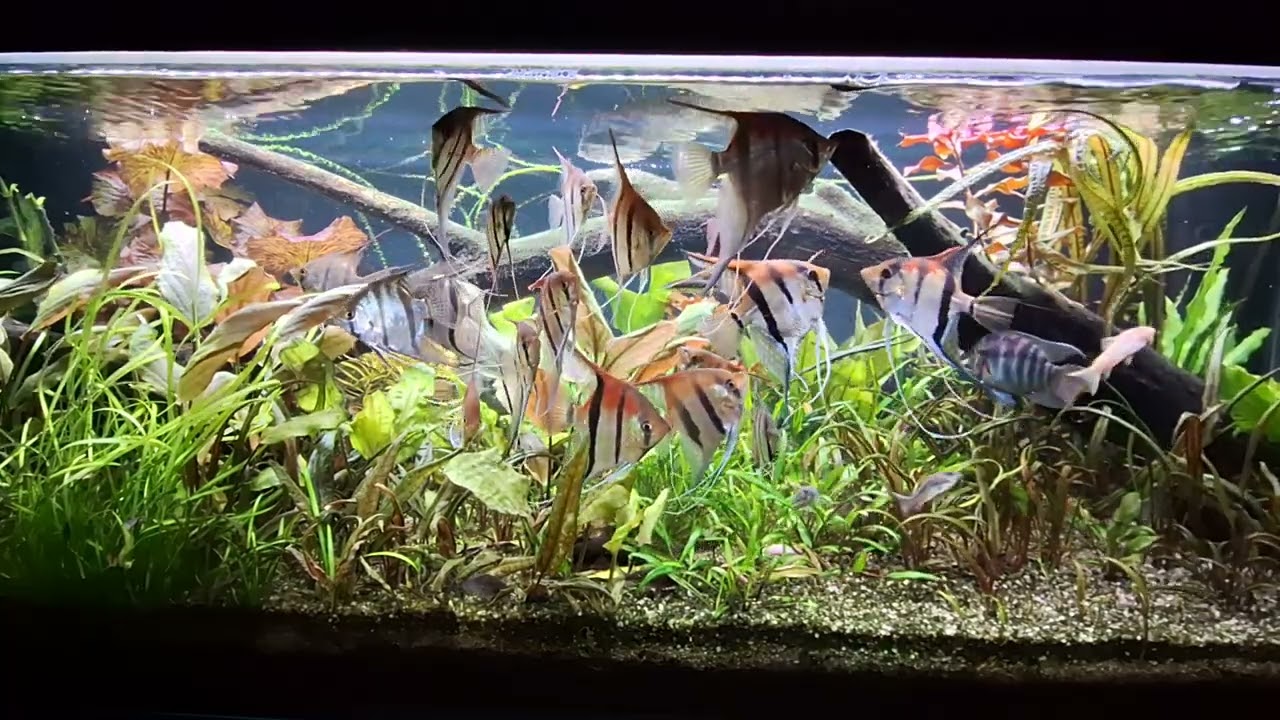 Skalary i parametry wody ( moja opinia )