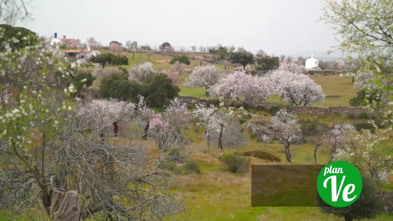 Almendros en Flor en Garrovillas de Alconétar