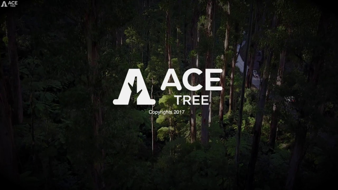 Tree Removal Service Mount Dandenong