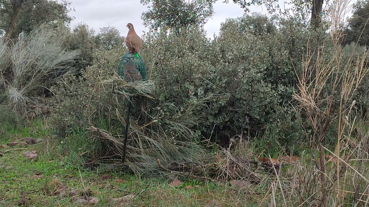 PERDIZ CON RECLAMO 25.Palomero segunda salida al campo(2° parte).