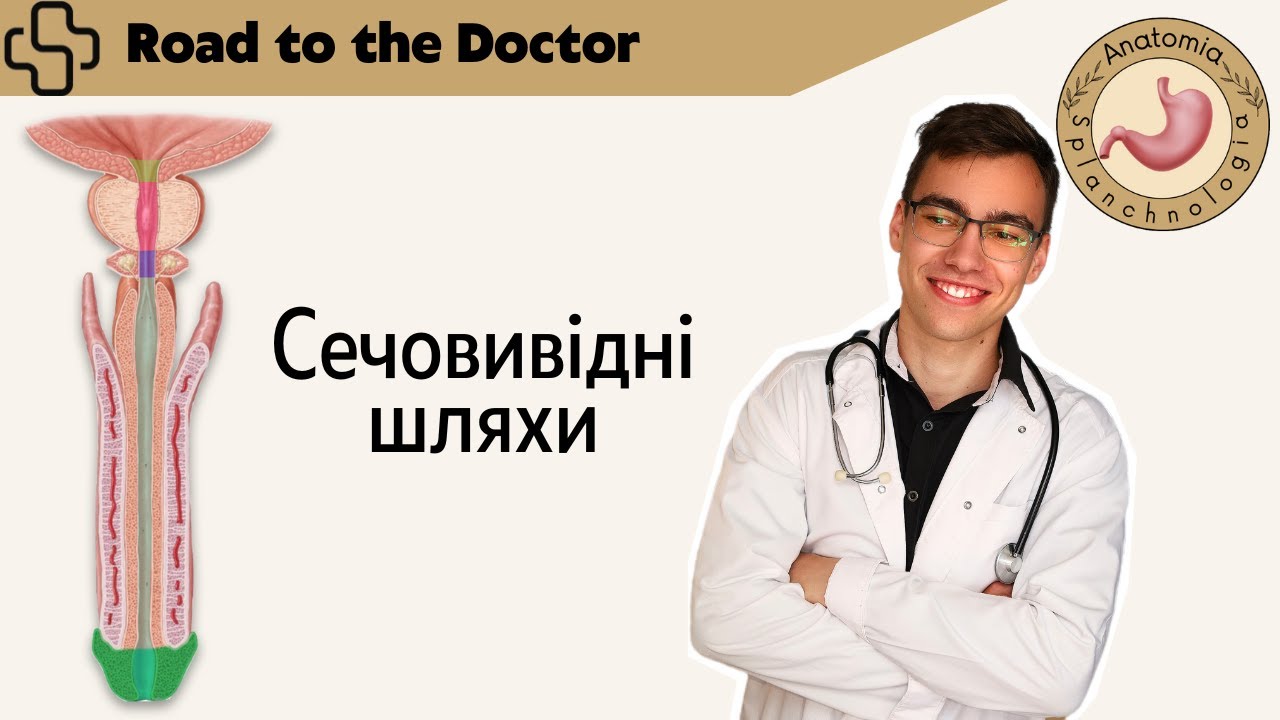 Анатомія сечовивідних шляхів | сечоводи, сечовий міхур та сечівник