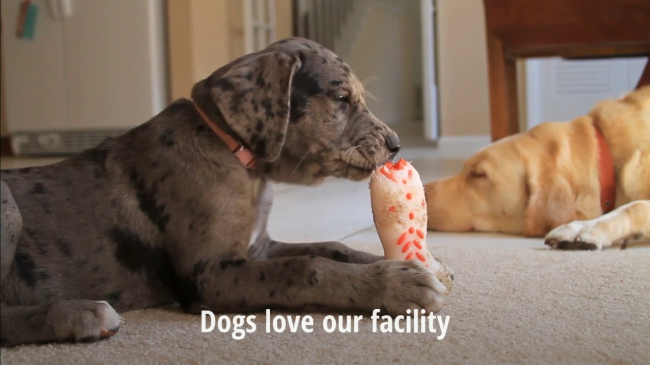 GRAND OPENING DOG BOARDING $30 Night | Elk River