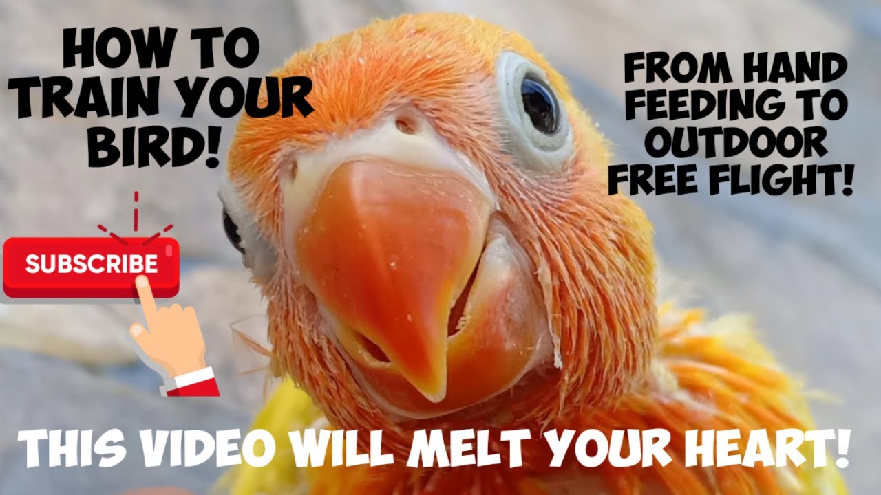 HOW TO TRAIN AFRICAN LOVE BIRD FOR OUTDOOR FREEFLIGHT