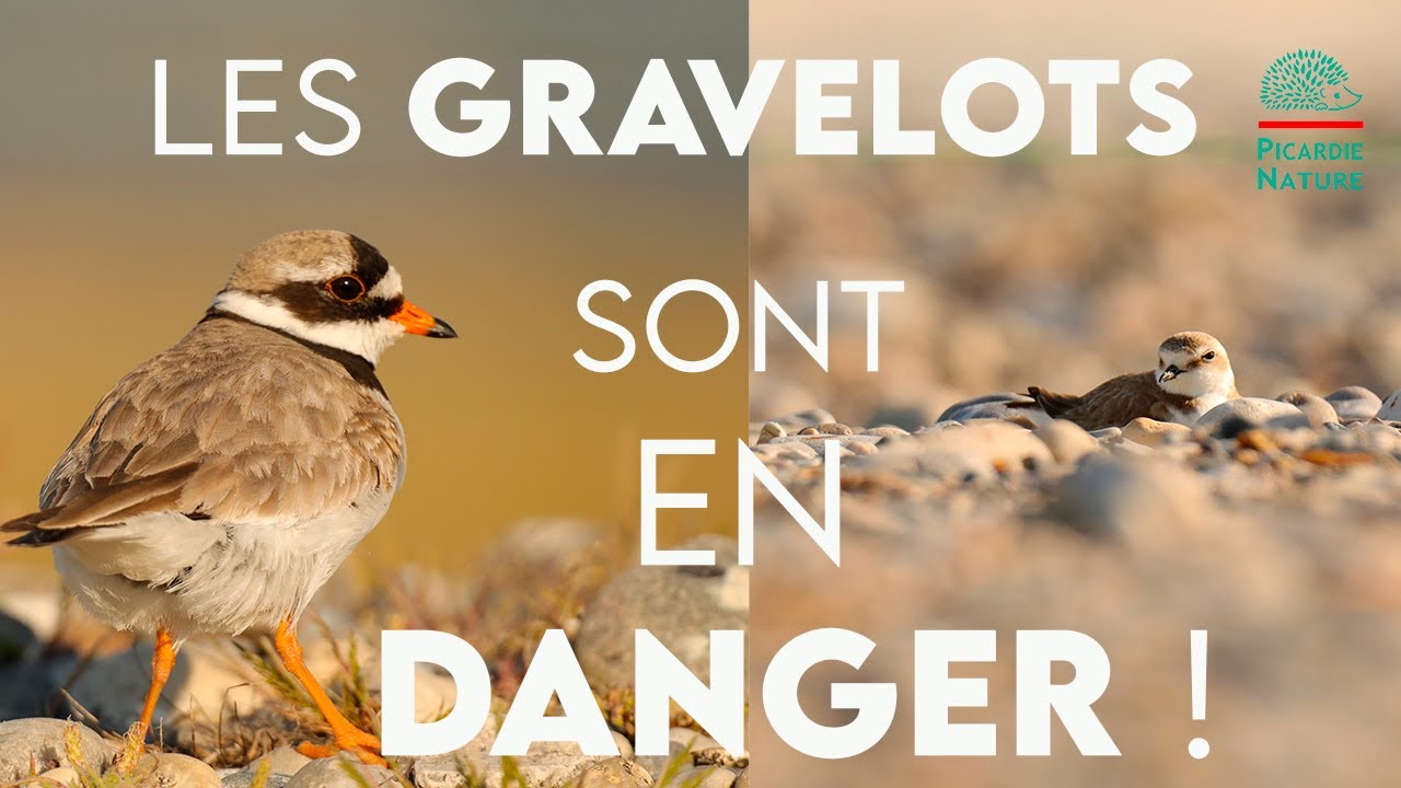 Les GRAVELOTS sont en DANGER  en baie de Somme ! (ne marchez plus dessus ...)
