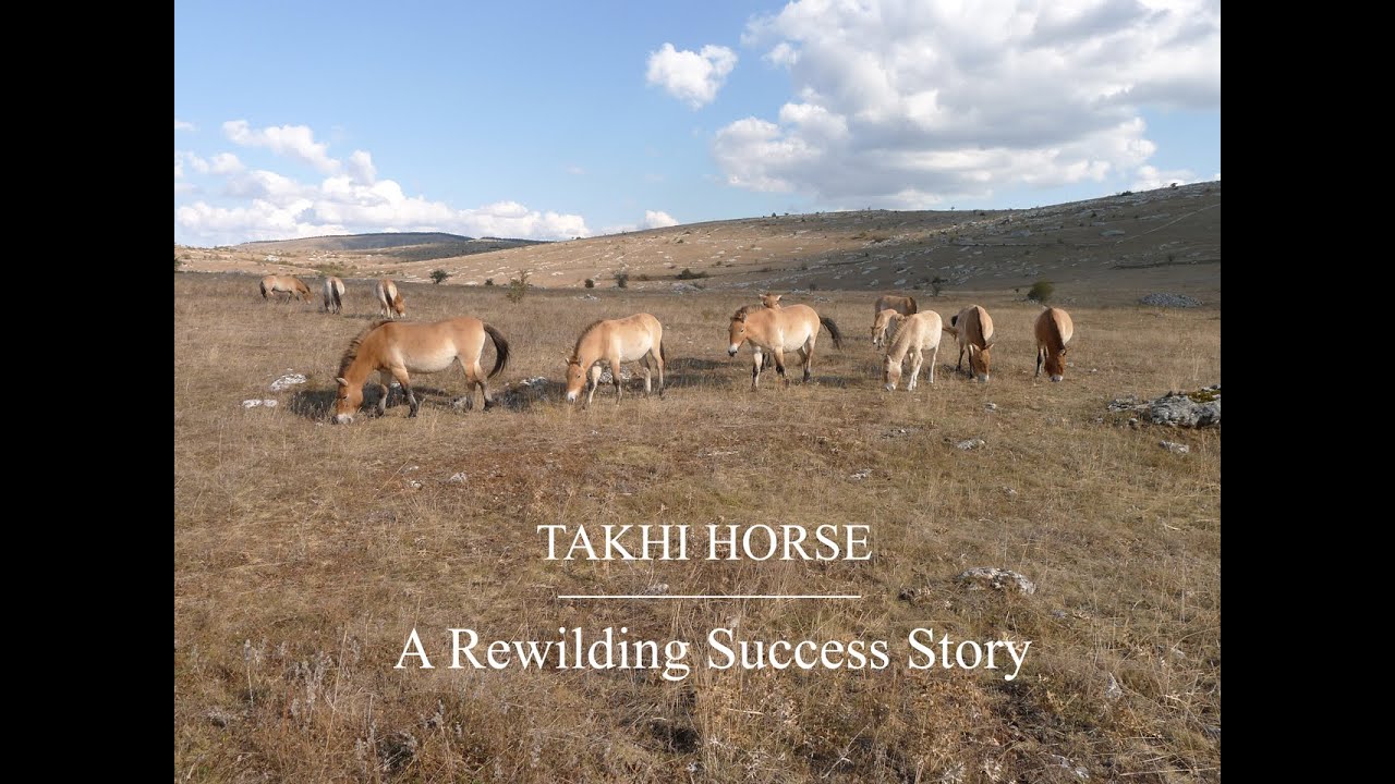 Takhi Horse - A Rewilding Success Story