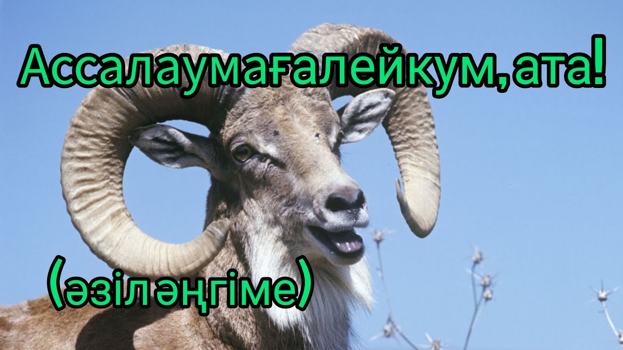 Ассалаумағалейкум, ата! әңгіме авторы Оспанхан Әубәкіров#аудиокітап