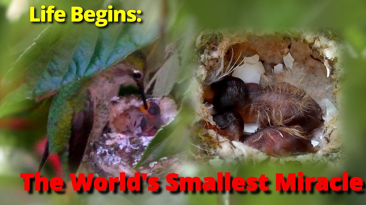 The Great Hatch: Life Begins in a Walnut-Sized Nest | Ep. 6