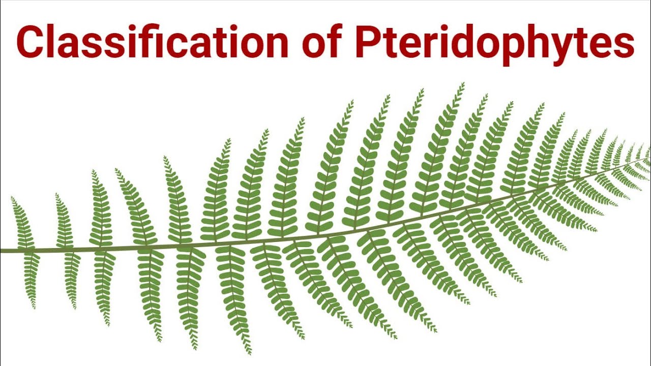 #classification of pteridophytes #Psilopsida #Lycopsida #Sphenopsida #Pteropsida #Ferns 