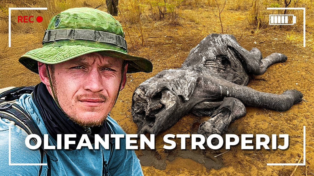 wij vinden een DODE OLIFANT door ILLEGALE STROPERS