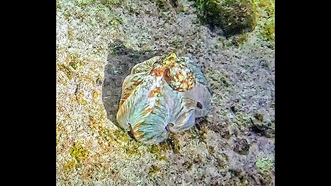 Grand Cayman Adventures Dec 24