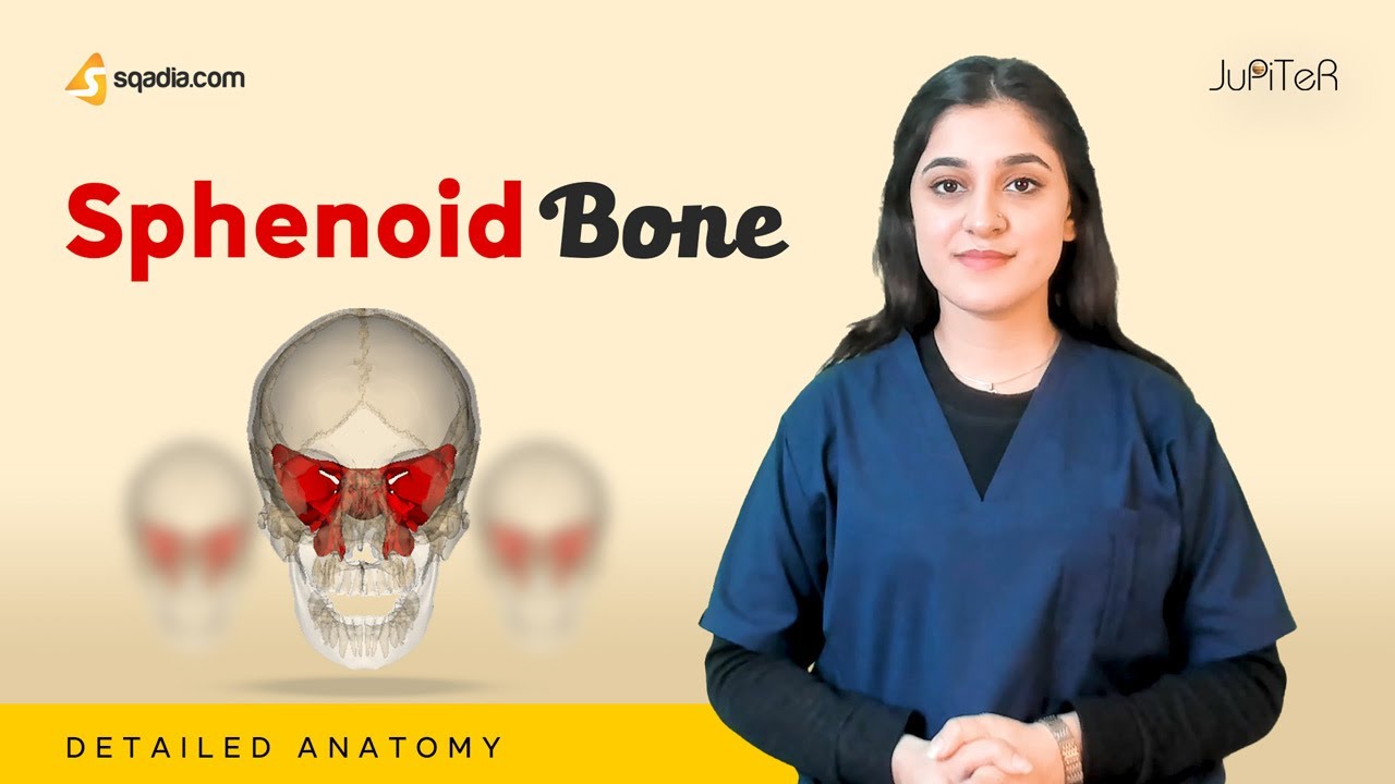 Sphenoid Bone | Cranial Osteology | Anatomy Lecture for Medical Students | V-Learning&trade;